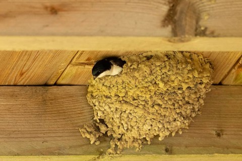A house martin peeks cautiously out of a mud nest attached to a piece of wood, house martins
