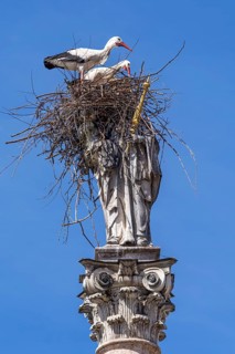 A pair of storks, the white stork (Ciconia ciconia), are ready to mate in a stork's nest made of