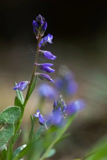 Common cruciferous, common cruciferous, cruciferous, cruciferous, cruciferous plant, polygala