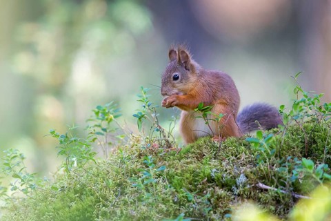 Squirrels, animals, mammals, squirrels, (Sciurus vulgaris vulgaris), Lentiira, Lentiira Kuhmo,