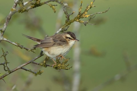 Sedge warbler (Acrocephalus schoenobaenus) adult bird on a tree branch, England, United Kingdom