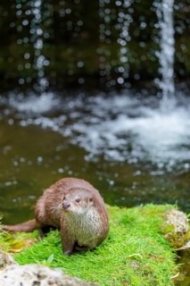 A Eurasian otter (Lutra lutra) lies on the riverbank amid green vegetation on a cloudy day. A small