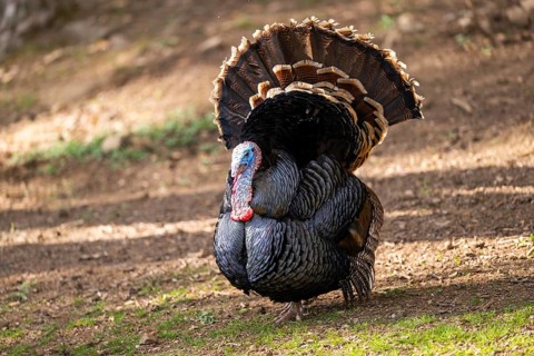 Wild turkey (Meleagris gallopavo) male spreading its feathers while standing on a meadow, Bavaria,