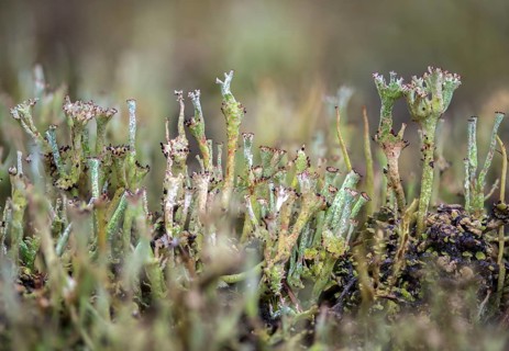 Cladonia gracilis, slender cup braid, smooth horn lichen, delicate shrub lichen, delicate cup
