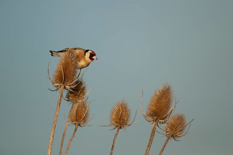 European goldfinch (Carduelis carduelis) adult bird on a Teasel (Dipsacus fullonum) seed head,