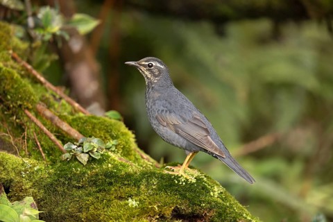 Siberian Thrush (Geokichla sibirica) male perched on a mossy log, Pahang, Malaysia