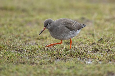 Common redshank (Tringa totanus) adult wading bird on grassland, England, United Kingdom