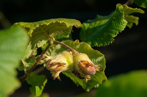 Betulaceae, birch family, corylus avellana, common hazel, hazel, hazel, hazel, common hazel, flora,