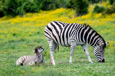 Burchell's zebra (Equus quagga burchelli) with foal standing in a flower meadow, Addo Elephant