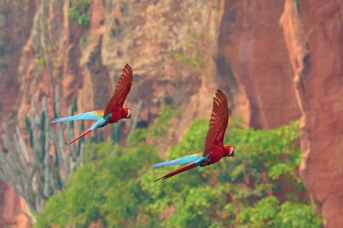 Two parrots fly past steep cliffs, surrounded by lush greenery: the green-winged macaw, or dark-red