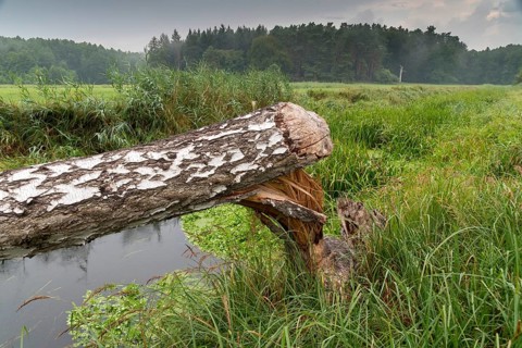Barnim, beaver, Brandenburg, castor fiber albicus, elbe beaver, Eurasian beaver, European beaver,