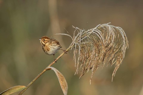 Reed bunting (Emberiza schoeniclus) adult female bird in a frost covered reedbed in winter,