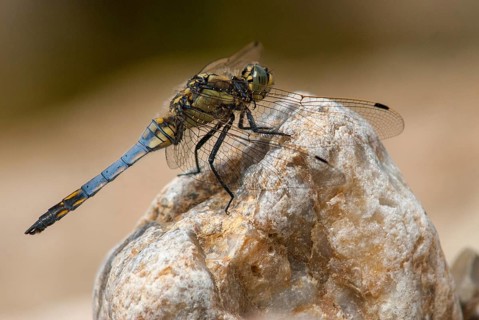 Black-tailed skimmer, big blue arrow, orthetrum cancellatum, anisoptera, damselflies, dragonflies,