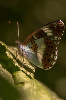 Small kingfisher, Ladoga camilla, limenitis camilla, white admiral, butterfly, high size, portrait
