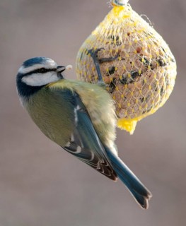 Blue tit, parus caeruleus, birds, feeding, high size, portrait format, tits, passeri, songbirds,