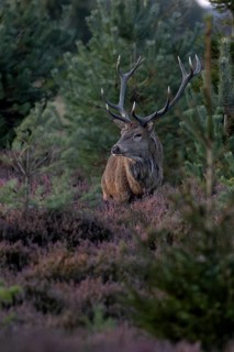 The rut is coming to an end and this red deer (Cervus elaphus) in the heather (Calluna vulgaris),
