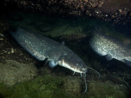 Two catfish (Silurus glanis), Waller, hiding at night under a stony ground, dive site Klosterinsel,