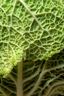 Savoy cabbage, detailed view of savoy cabbage