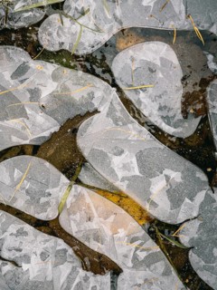 Lines and structures frozen on a small ice rink and leaves, Sauerland, North Rhine-Westphalia,