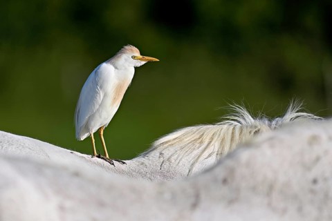 Cattle egret (Bubulcus ibis), standing on the back of a Camargue horse, Camargue, southern France,