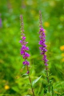 Bloodwillow, Lythraceae, Lythrum salicaria, willow plants, flora, high size, portrait, plants,