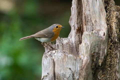 Erithacus rubecula, robin, robins, birds, passeri, songbirds, birds