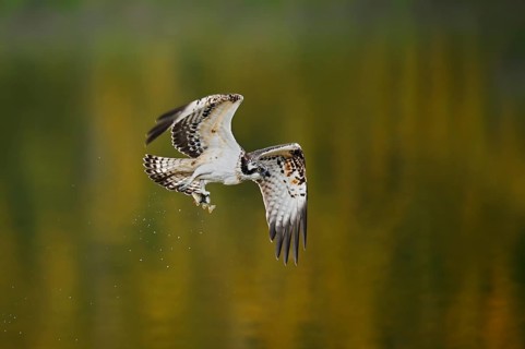 An osprey (Pandion haliaetus) flies over a lake with a fish caught in its talons, North