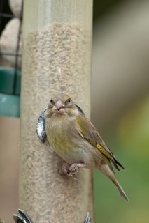 Eurasian greenfinch (Chloris chloris) adult garden bird eating sunflower hearts seeds from a bird