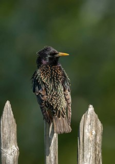 Star, Starling, Sturnus Vulgaris, Birds, Garden, Garden Fence, Garden Fence, High Size, Portrait,