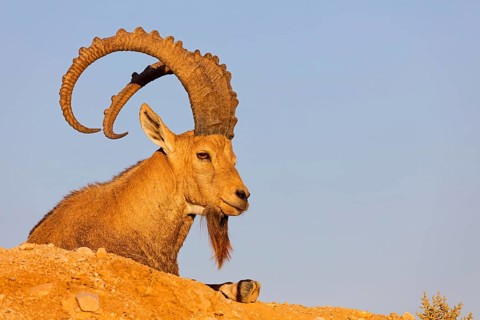 Nubian ibex, Nubian ibex, (Capra nubiana), animals, mammals, ibex, Ben Gurion's Tomb, Midreshet