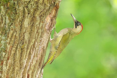 Green woodpecker (Picus viridis) female at the breeding cavity in an old oak tree, wildlife,