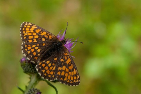 Common butterflies, heath fritillary, melitaea athalia, quail wheat moth, butterfly, insects,