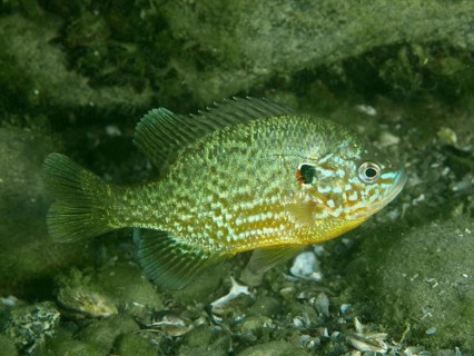 A pumpkinseed sunfish (Lepomis gibbosus) with a richly mottled pattern swims in clear water at the