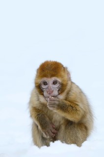 Barbary macaque or magot (Macaca sylvanus), young animal sitting in the snow and eating, winter,