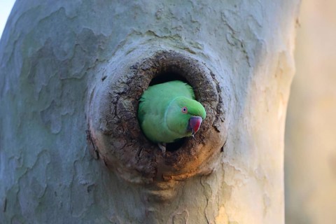 A parrot explores its surroundings whilst peering out of a tree hollow, ring-necked parakeet