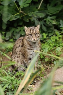 Wild animal sitting in dense vegetation, calm face, alert expression, fishing cat (Prionailurus