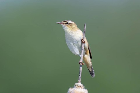 Reed Warbler (Acrocephalus schoenobaenus) sitting on a reed, wildlife, migratory bird, nature