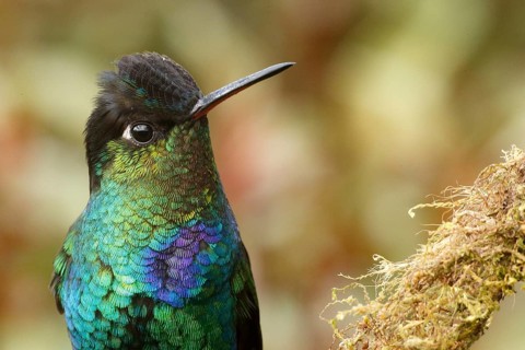 Fiery-throated Hummingbird (Panterpe insignis), Costa Rica