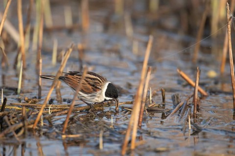 Reed bunting (Emberiza schoeniclus) adult bird feeding in a reedbed, England, United Kingdom