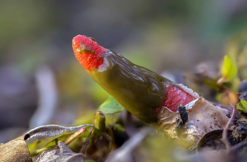 Corynites brevis, Corynites ravenelii, raspberry-red dog rod, mutinus brevis, mutinus ravenelii,