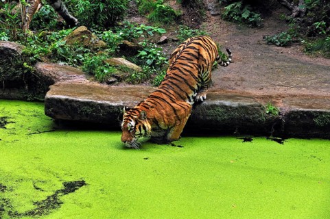 A Siberian tiger (Panthera tigris altaica) steps into a moat covered with green Common duckweed