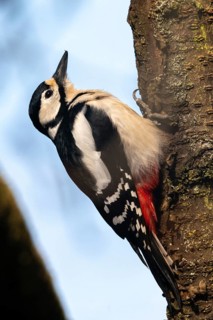Great Spotted Woodpecker, Great Spotted Woodpecker, Birds, High Size, Portrait, Piciforms,