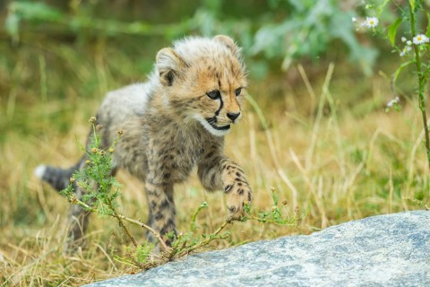 Cheetah (Acinonyx jubatus) youngster walking on a meadow, captive, occurrence Africa