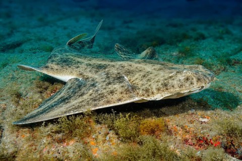 Underwater photo close-up of predatory fish Common angel shark (Squatina squatina) swimming close