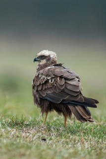 Accipitriformes, Circus Aeruginosus, Marsh Harrier, Harrier, Birds, Falling Game, Female, Birds of