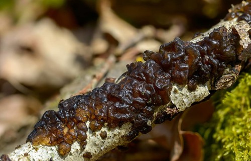Exidia nigricans, exidia plana, witch butter, warty glandular, witches' butter, fungi, fungi,