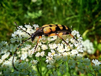 A black and yellow beetle, the spotted longhorn beetle (Rutpela maculata), with long antennae, in