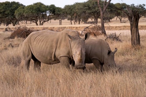 White rhinoceros (Ceratotherium simum), mother and calf, Khomas Region, Namibia