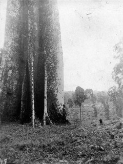 Jungle giant, tribe, New Guinea, historic, around 1930s