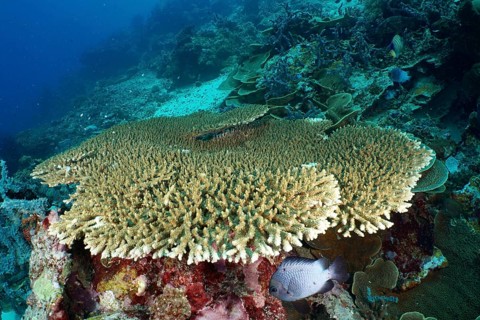 Hyacinth Table Coral (Acropora hyacinthus) on the seabed with fish nearby, at the Coral Garden dive